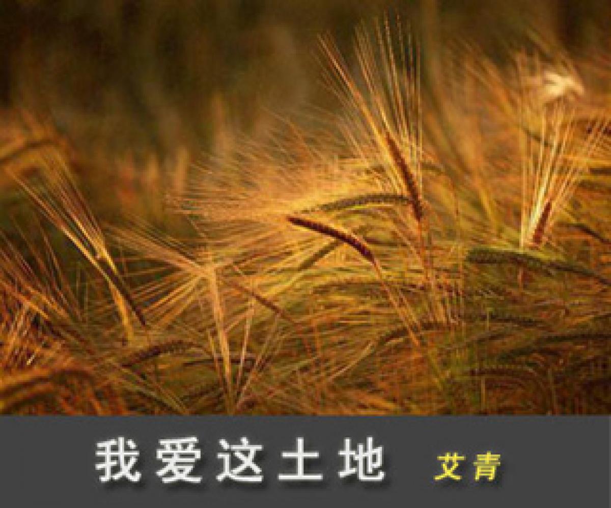 我爱这土地