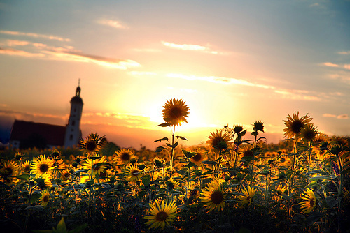 朝花夕拾